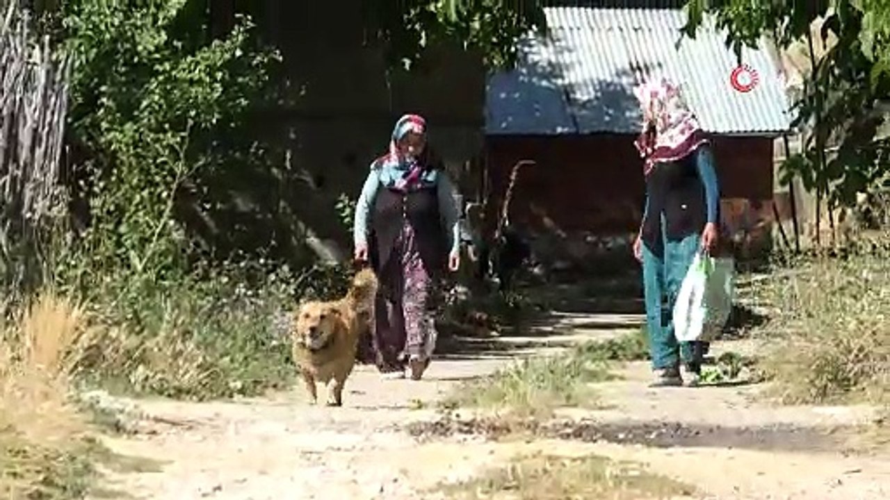 Onlarca köpeği ölümden köylüler kurtardı