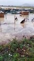 Alluvione Calabria, a CirÃ² Marina 250 cani sono stati salvati da un canile allagato