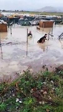 Alluvione Calabria, a CirÃ² Marina 250 cani sono stati salvati da un canile allagato
