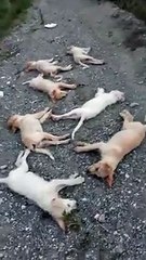 Furnari, le immagini dei cuccioli avvelenati