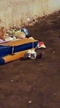 Reggio Calabria: le immagini dei topi a Ciccarello