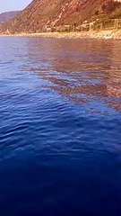 Le immagini degli squali avvistati a Favazzina