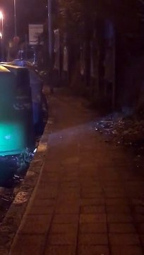 Messina, grossi ratti sulla Panoramica: ecco le immagini