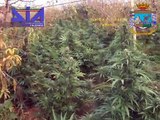 Palermo: DIA e Guardia di Finanza scoprono vasta piantagione di cannabis