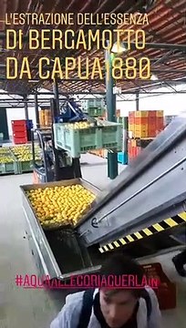 Profumo al bergamotto di Guarlain, le immagini dell'estrazione dell'essenza all'azienda Capua di Reggio Calabria