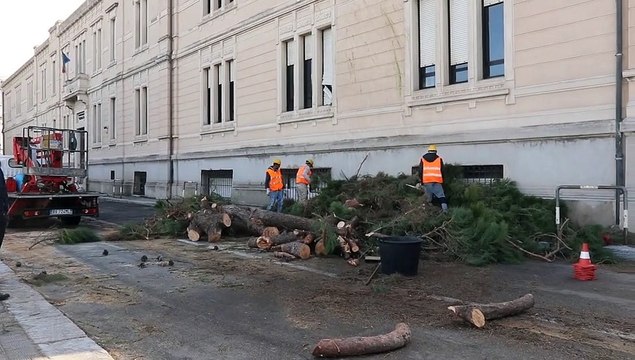 Reggio Calabria, vento di maestrale sfiora i 100km/h nella notte: sradicato un albero nei pressi del Piria , danni alla scuola
