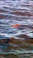 Reggio Calabria: bellissima tartaruga nuota nel mare dell'Arena