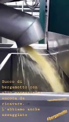 Profumo al bergamotto di Guarlain, le immagini dall'azienda agrumaria Capua di Reggio Calabria