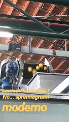 Nuovo profumo al bergamotto di Guarlain, le immagini dall'azienda agrumaria di Reggio Calabria