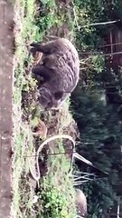 Messina, ennesimo avvistamento di cinghiali a San Licandro: le immagini