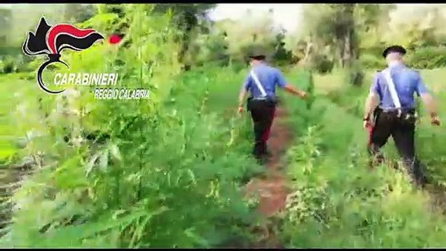 Taurianova: i Carabinieri arrestano 4 persone per coltivazione di canapa indiana, le immagini