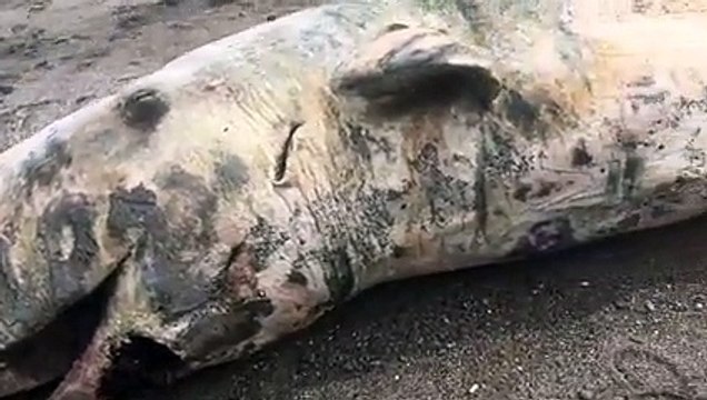 Capodoglio spiaggiato in Sicilia: le immagini