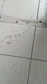 Reggio Calabria: formiche nel corridoio dell'ospedale 