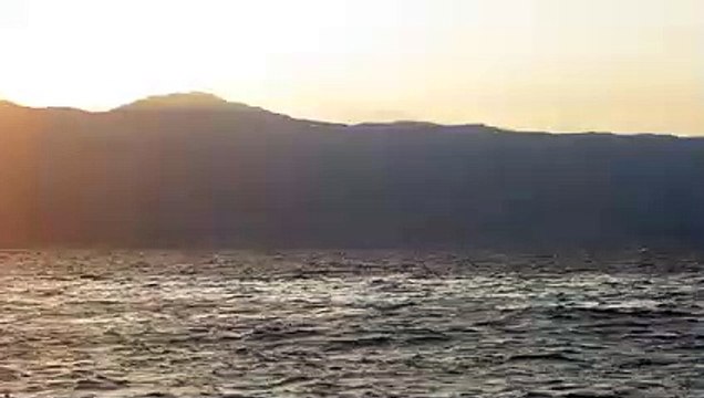 Reggio Calabria: le immagini dei delfini che giocano a largo di Pellaro