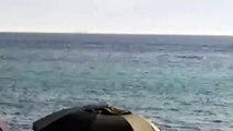 Delfini giocano nel mare a largo di Gallico
