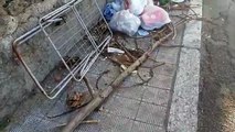 Reggio Calabria, emergenza rifiuti: gattino morto abbandonato tra la spazzatura