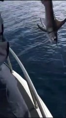 Reggio Calabria,le immagini dei 31 piccoli esemplari di pesce spada catturati illegalmente