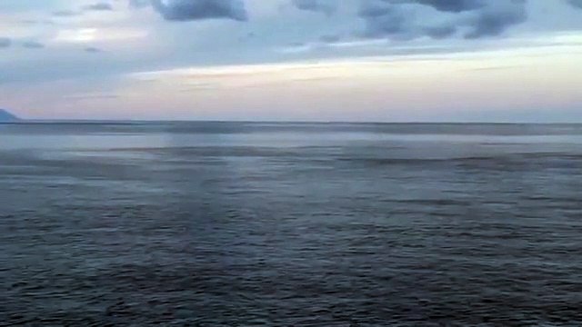 Meravigliose orche nello Stretto di Messina