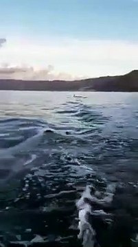 Le immagini delle orche avvistate nello Stretto di Messina