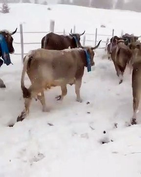 Maltempo e freddo in Calabria, lo spettacolo della neve in Sila
