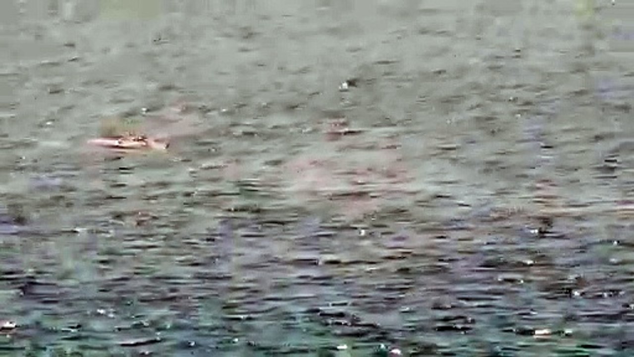 A Pasqua un regalo della natura per Reggio Calabria: la danza dei delfini avvistati a Gallico