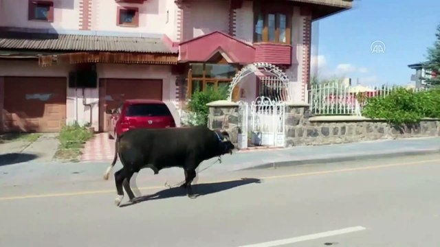 Sahibinin elinden kaçan kurbanlık boğa güçlükle yakalandı - ERZURUM