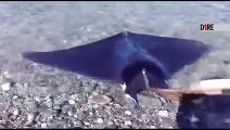 Reggio Calabria: le immagini della manta salvata dai pescatori nel mare della Sorgente