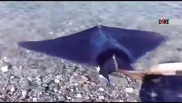 Reggio Calabria: le immagini della manta salvata dai pescatori nel mare della Sorgente