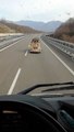 Coronavirus, dalla Francia alla Sicilia: auto hippie in viaggio in autostrada