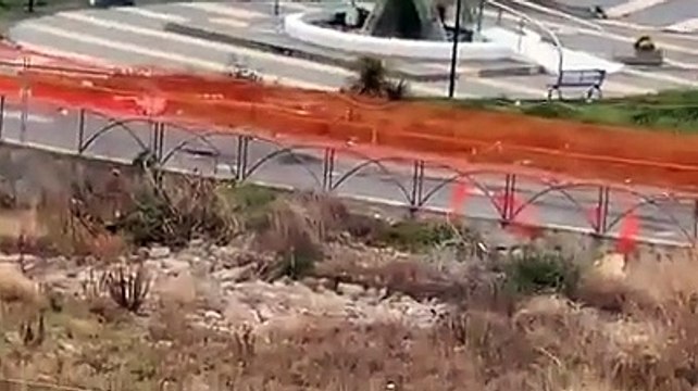 Stretto di Messina, un branco di delfini avvistato a pochi metri dalla riva