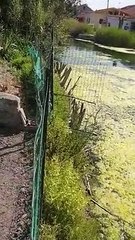 Messina, degrado a Ganzirri: le immagini del canale