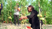 Safranbolu'nun yerli domatesi 'maniye'de hasat zamanı - KARABÜK