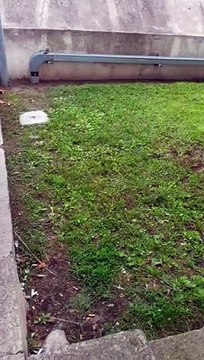 Reggio Calabria, le immagini dei topi che infestano la Garitta di sicurezza di Palazzo Campanella