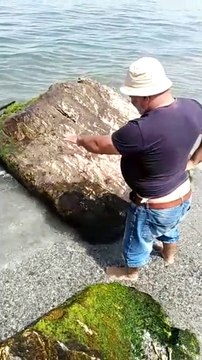 Reggio Calabria, le immagini dello squalo che da giorni si trascina moribondo a Gallico