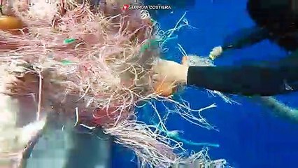 Capodoglio salvato dalla Guardia Costiera di Lipari