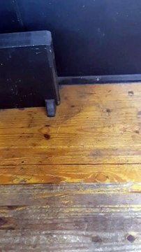 Reggio Calabria, i topi assediano il Palazzo del Consiglio Regionale