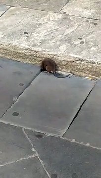 Reggio Calabria, enorme topo di fogna sul corso Garibaldi