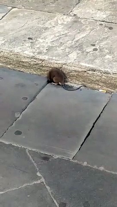 Reggio Calabria, enorme topo di fogna sul corso Garibaldi