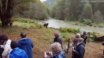 Grizzly Bear Comes Close to Tour Group