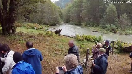 Grizzly Bear Comes Close to Tour Group