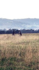 Kangaroos Tussle for Territory