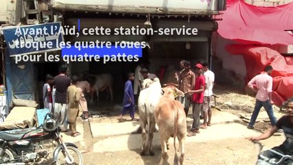 Pakistan: lavage des animaux de l'Aïd dans une station service