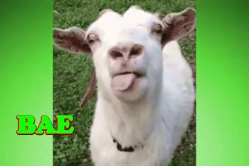 Happy Birthday Bae - Bae's Birthday Song - Bae's Birthday Party