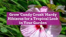 Grow 'Candy Crush' Hardy Hibiscus for a Tropical Look in Your Garden