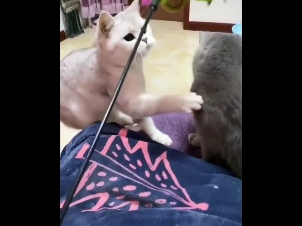 Cute Kittens Doing Funny Things 2020