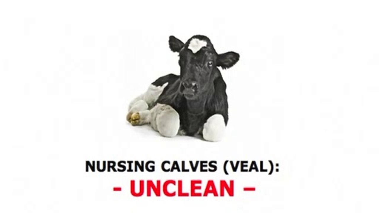 NURSING CALVES (VEAL); UNCLEAN