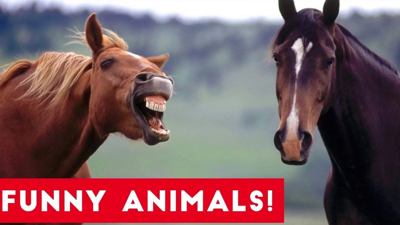 Funniest Pets of the Week Compilation July 2017 _ Funny Pet Videos