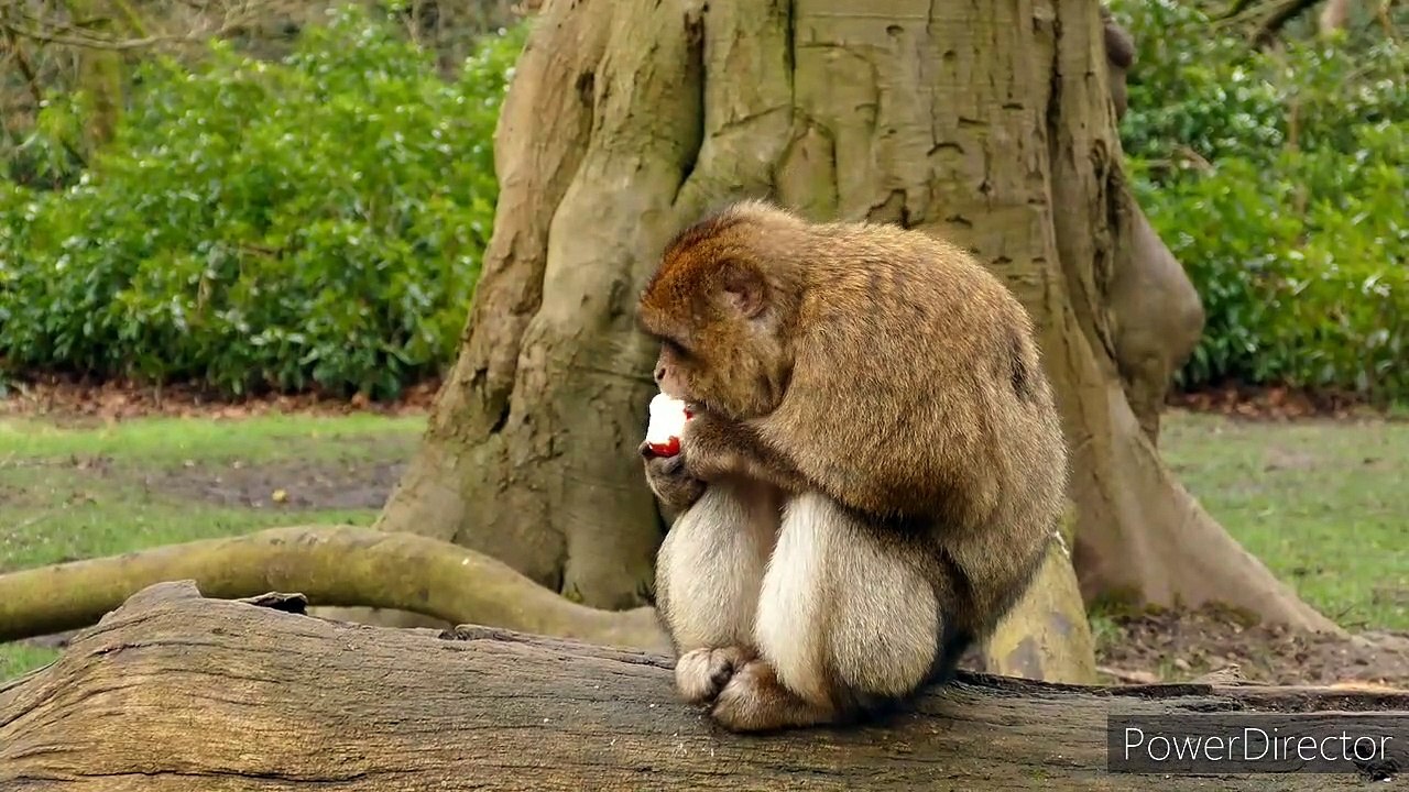 Monkey