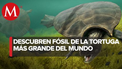 Descubren tortuga gigante con un caparazón con cuernos de casi 3 metros