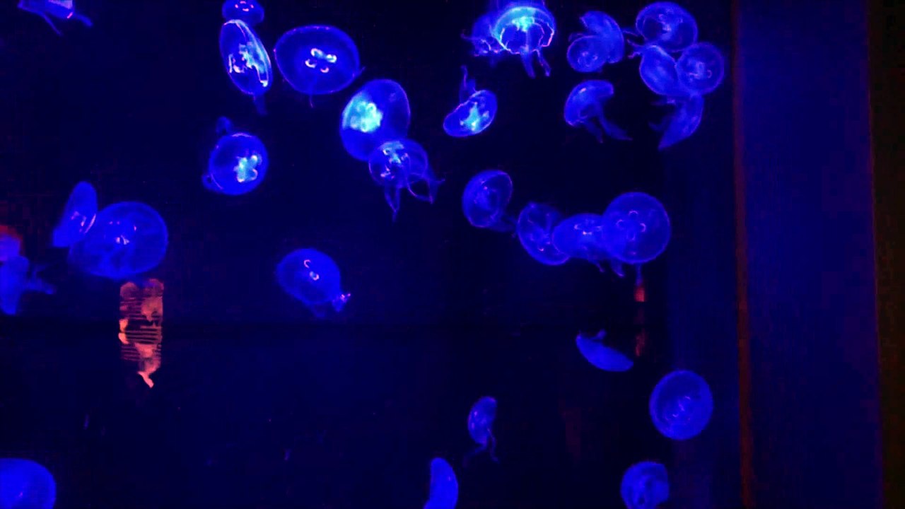 10 チャートマスターアカデミー 特典 評判 購入 感想 お試し 動画 ブログ 評価 ネタバレ レビュー